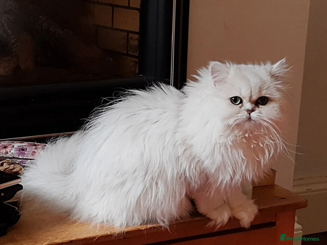 Persian cats for sale: Pedigree purebred Persian - Advert 6