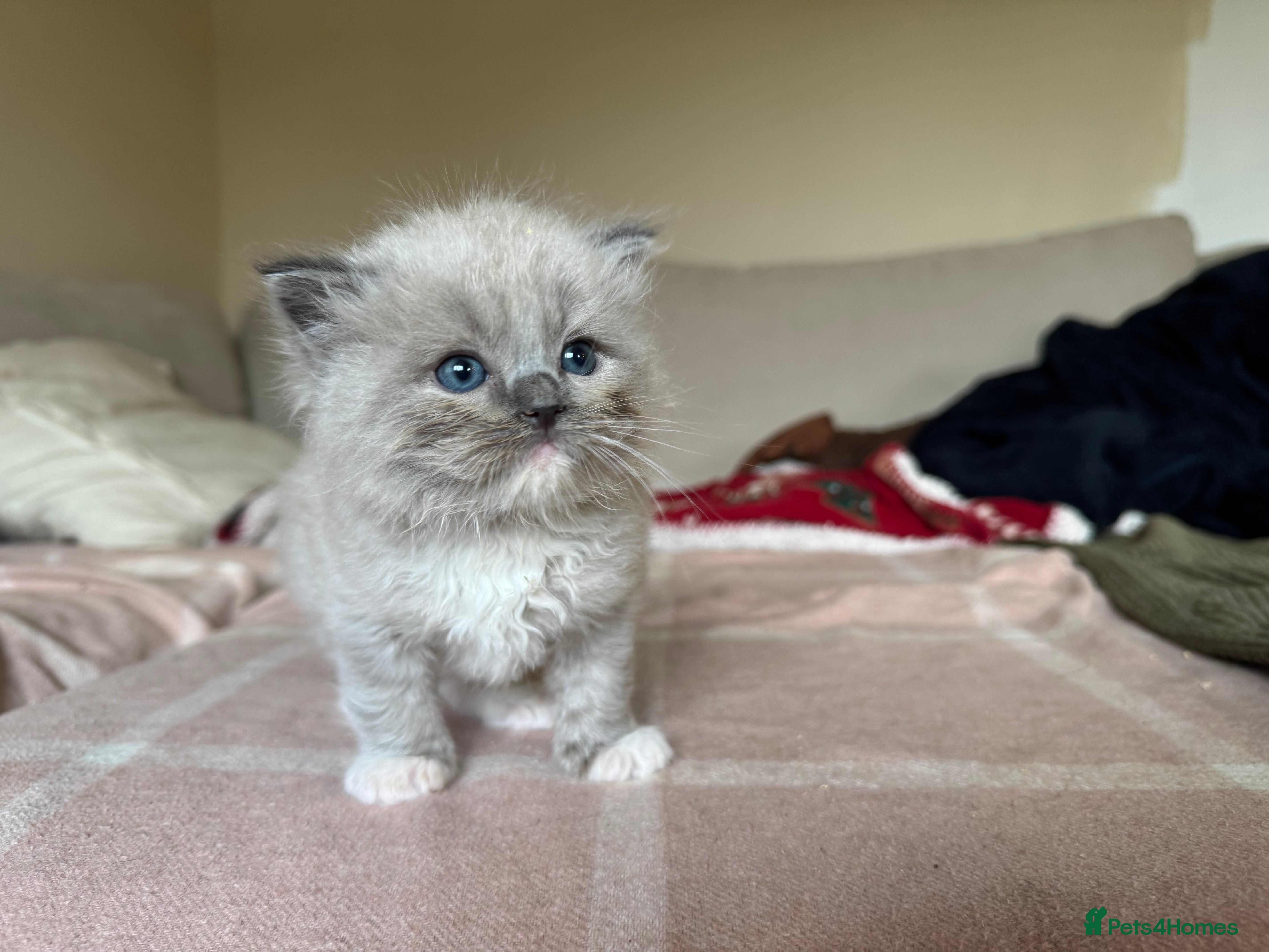 Ragdoll cats Blue Mink Mitted Ragdoll available  - Advert 2