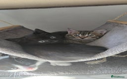 Mixed Breed cats for sale: 7 beautiful babies, 2 black/white are polydactyl  - Image 15