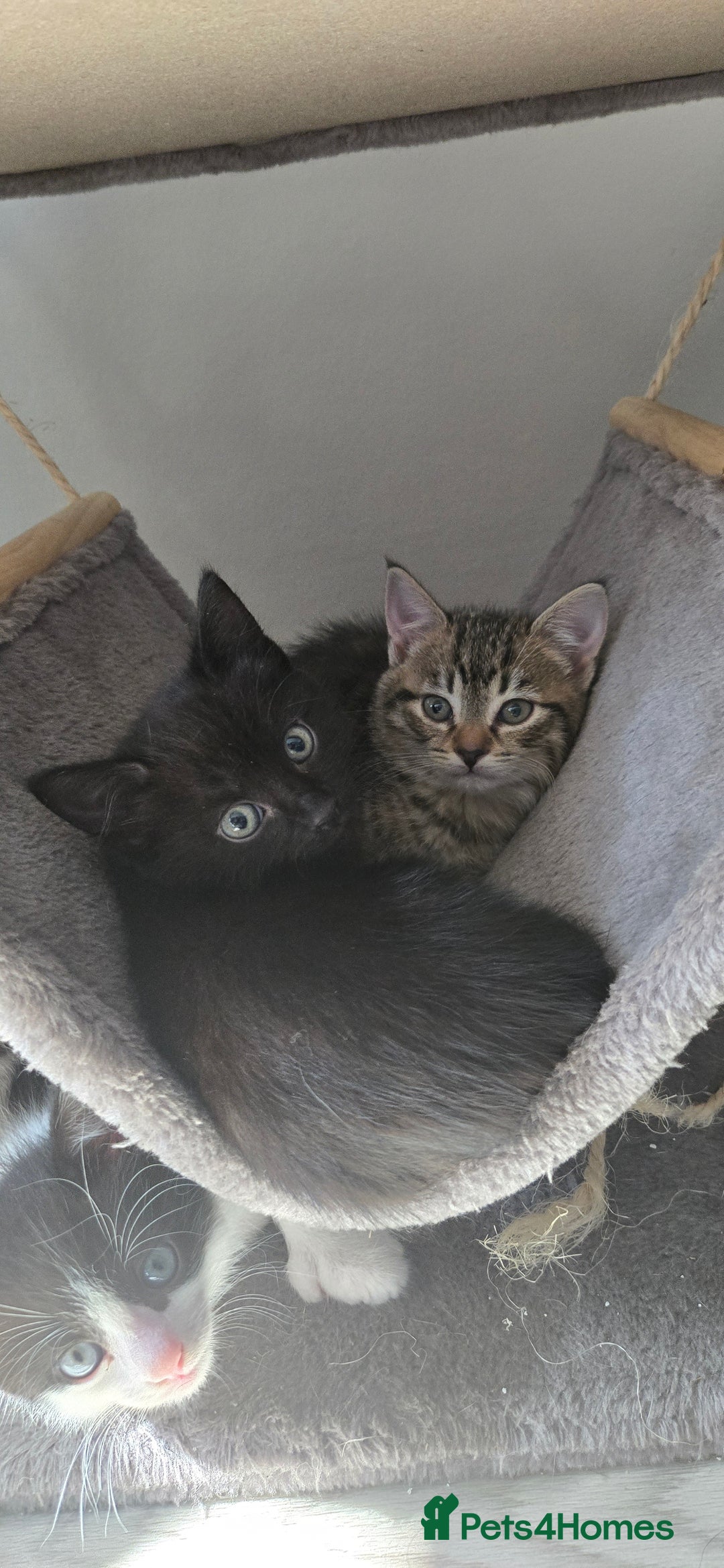 Mixed Breed cats for sale: 7 beautiful babies, 2 black/white are polydactyl  - Image 15