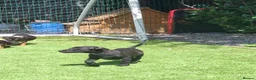 German Shepherd dogs for sale: REDUCED DUE TO MOVING HOME  - Advert 7