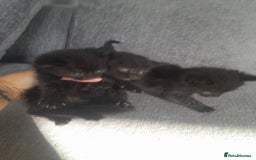 Mixed Breed cats for sale: 3 Black male kittens - Image 1