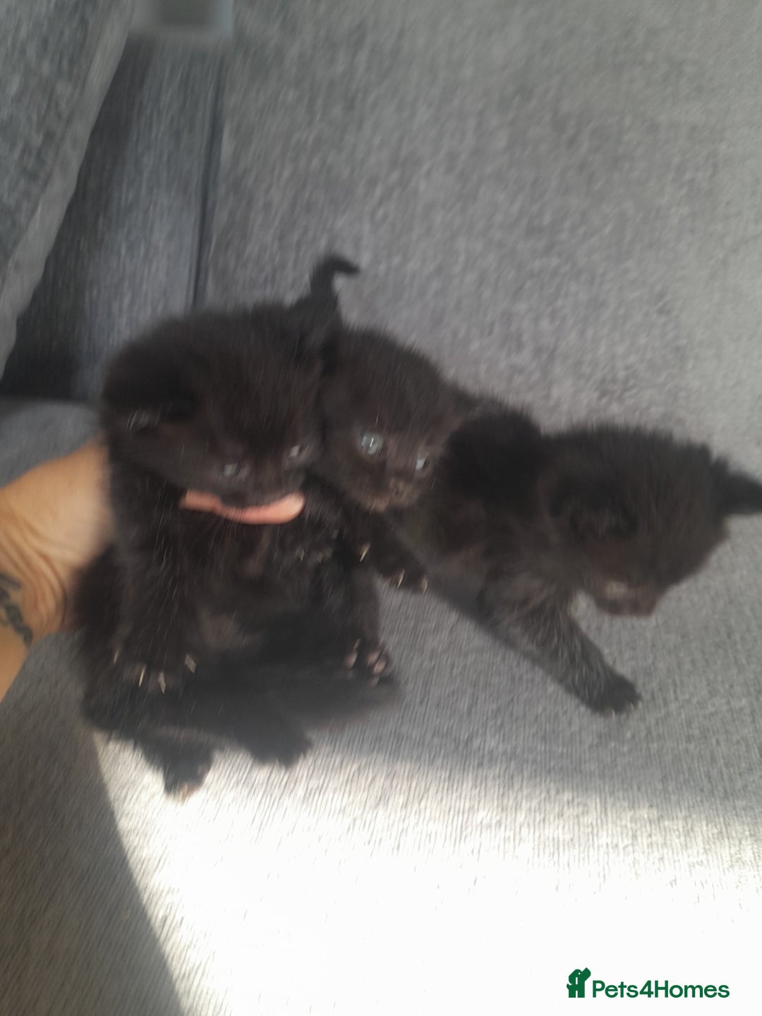 Mixed Breed cats for sale: 3 Black male kittens - Image 1