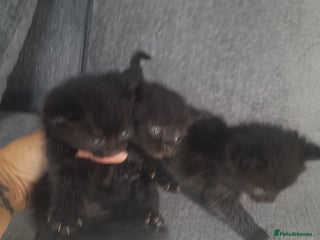 Mixed Breed cats - Advert 29