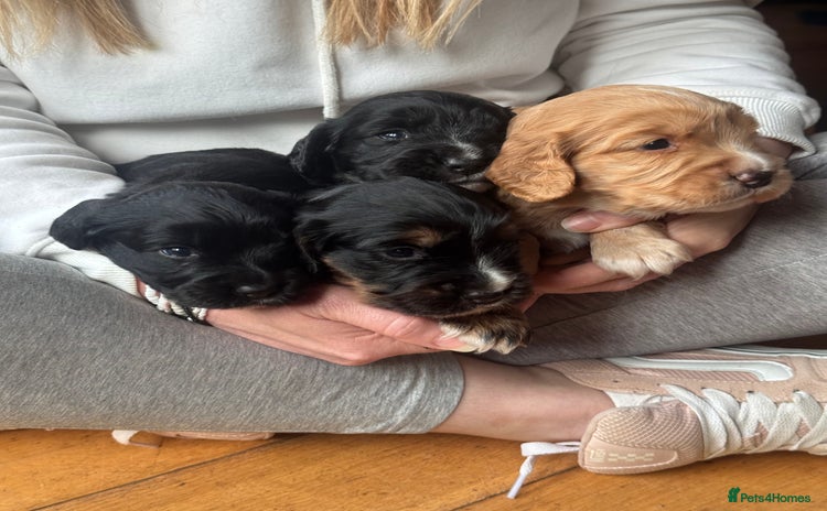 Cocker Spaniel dogs - Advert 6