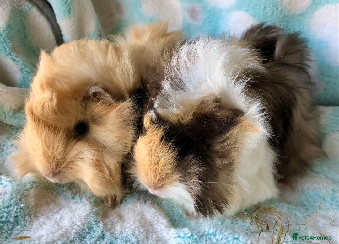 Guinea Pig rodents for sale: Baby Peruvian longhaired brothers  - Advert 2
