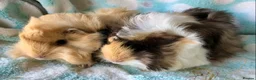 Guinea Pig rodents for sale: Baby Peruvians now Reserved  - Advert 2