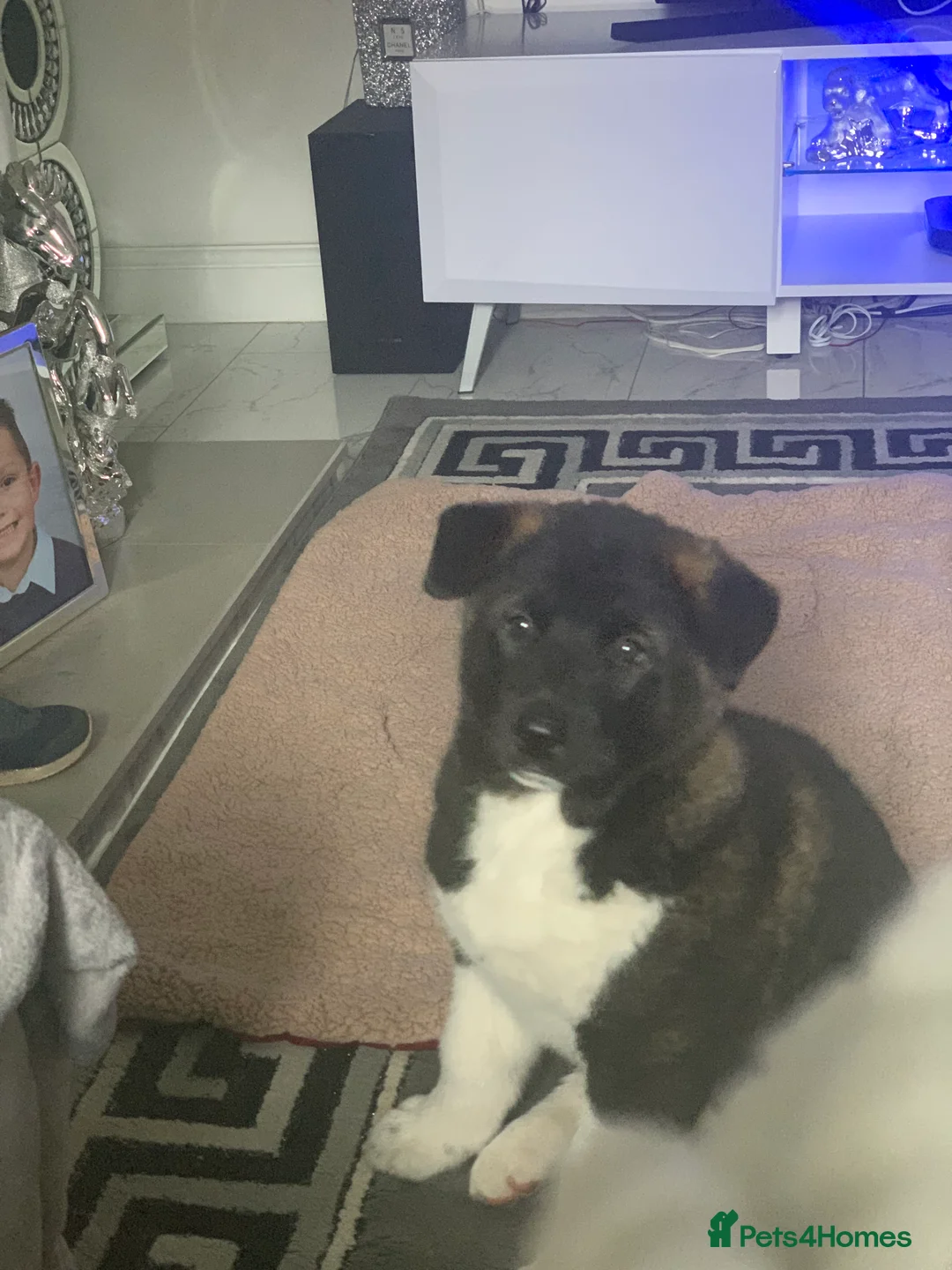 Akita dogs for stud: Akita for STUD only - Advert 11