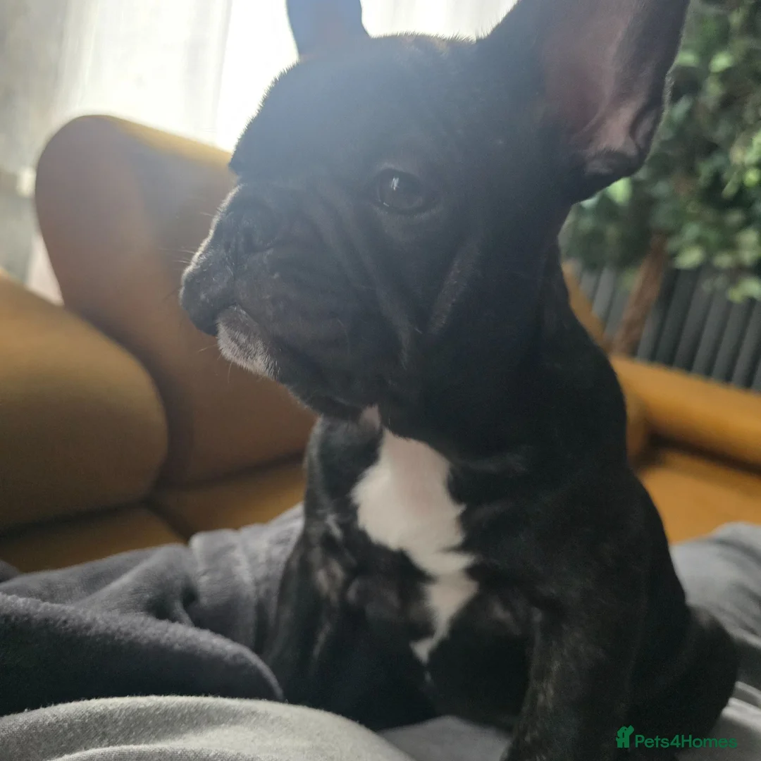 French Bulldog dogs for sale: Beautiful French Bulldog Female Puppy Ready Now in Dereham - Advert 1