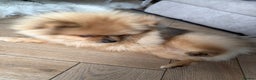Pomeranian dogs for sale: Pomeranian male 6month - Advert 1
