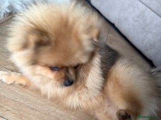 Pomeranian dogs Pomeranian male 6month - Advert 3
