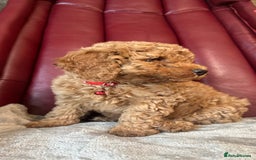 Miniature Poodle dogs for sale: Adorable Miniature Red Poodle Puppies - Image 7