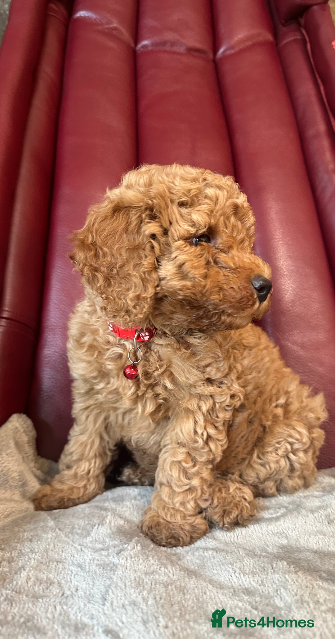 Miniature Poodle dogs for sale: Adorable Miniature Red Poodle Puppies - Image 7