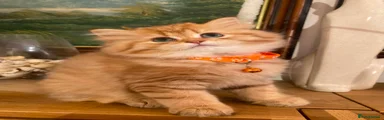 British Longhair 1