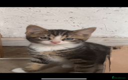 Mixed Breed cats for sale: Maine coon mixed breed - Image 9