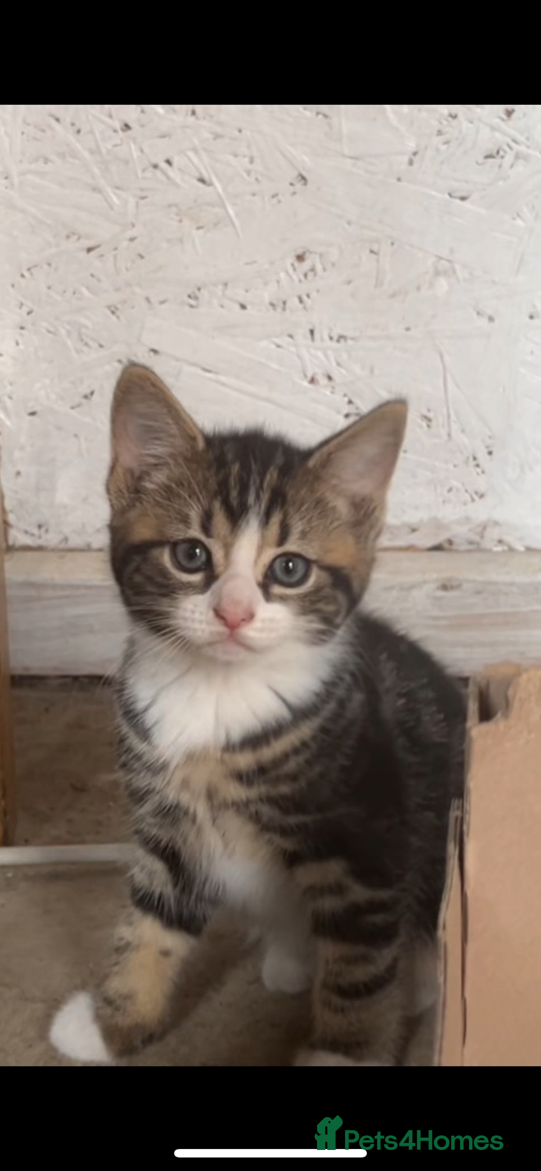 Mixed Breed cats for sale: Maine coon mixed breed - Image 9