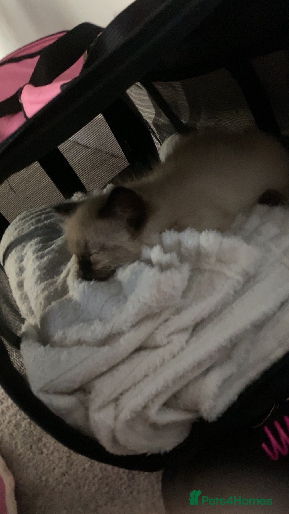 Ragdoll cats for sale: Female Ragdoll Kitten - Advert 5