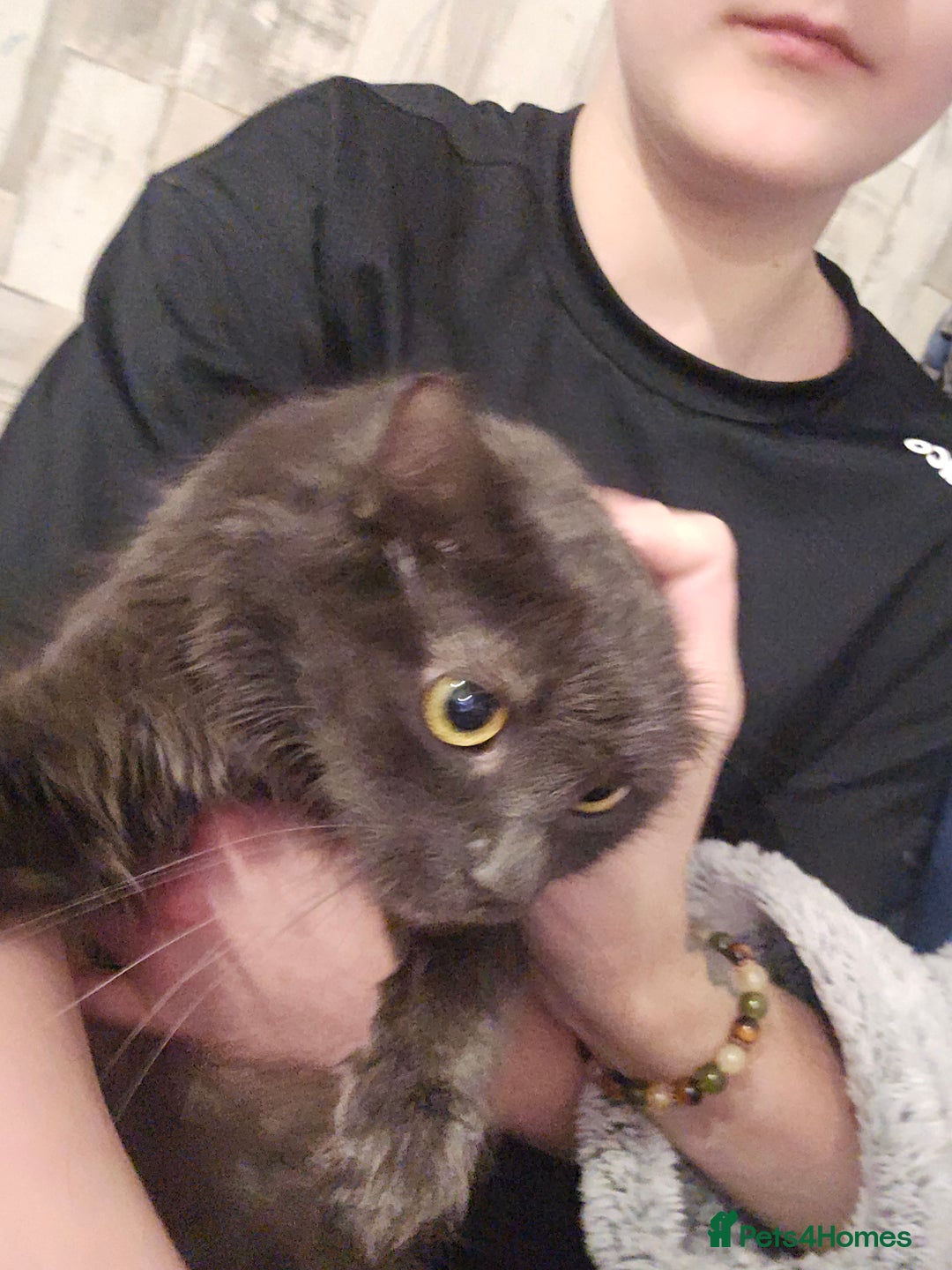 Mixed Breed cats for sale: Beautiful maine coon cross - Advert 1