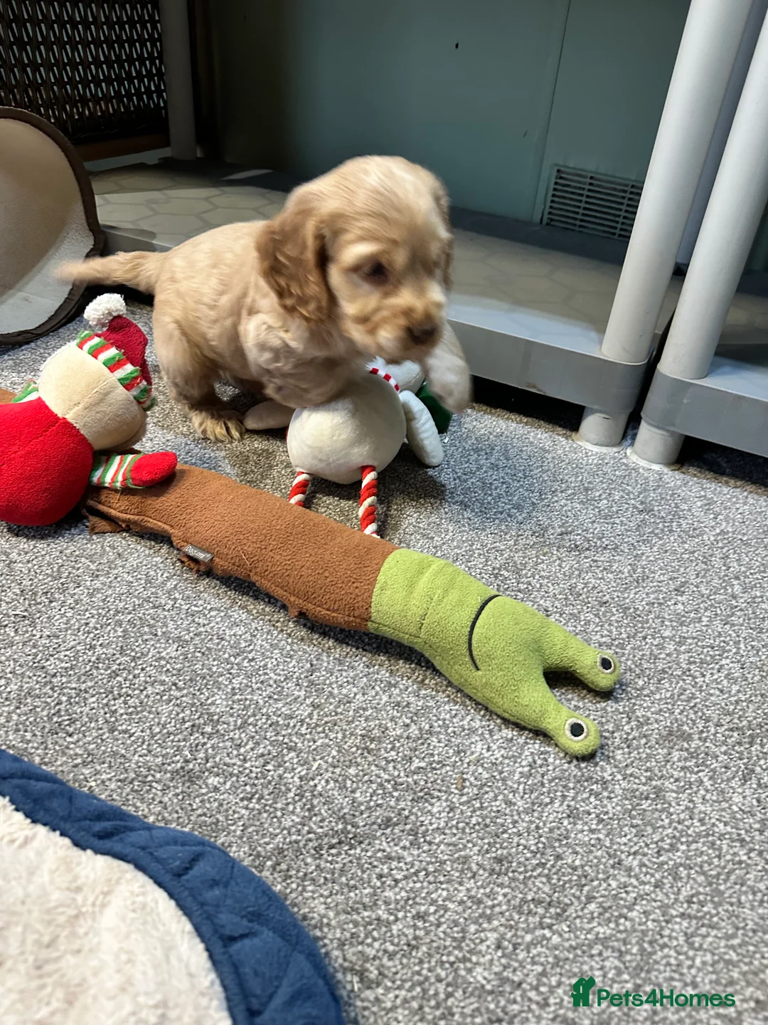 Cocker Spaniel dogs for sale: 2 Handsome Choc+tan and Gold boys - Advert 11