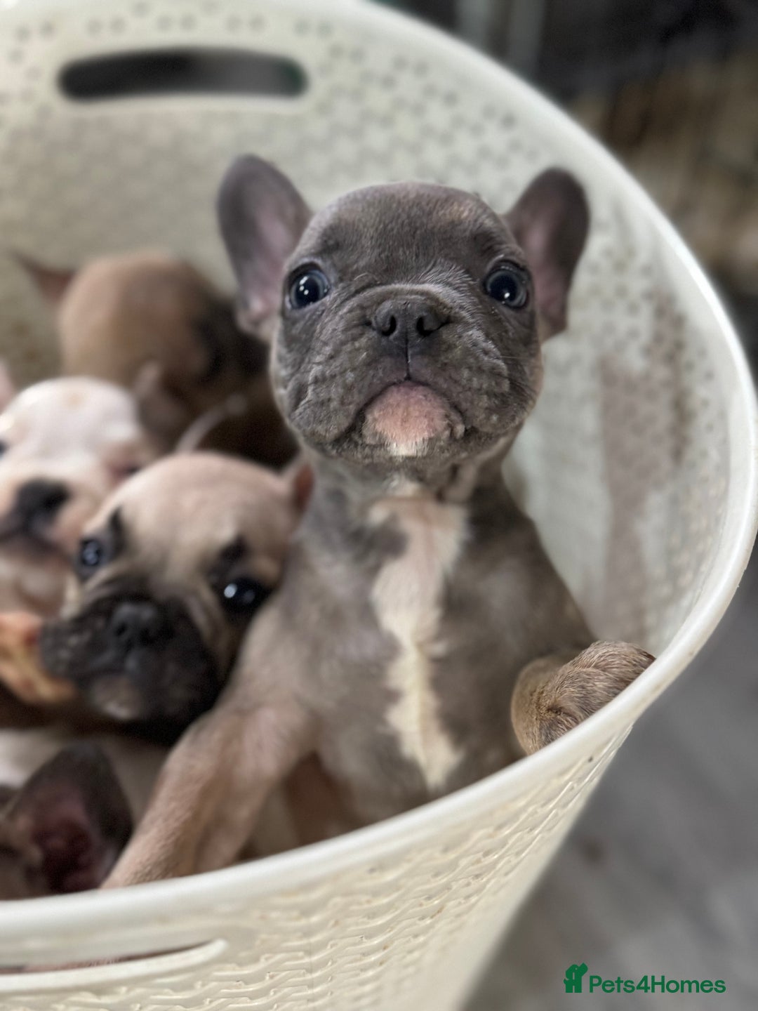 French Bulldog dogs for sale: FRENCH BULLDOG 🐶 - Advert 2