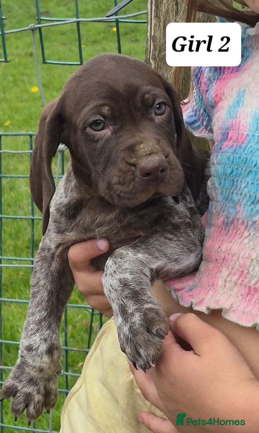 German Shorthaired Pointer dogs German Shorthaired Pointer Puppies (GSP) - Advert 7