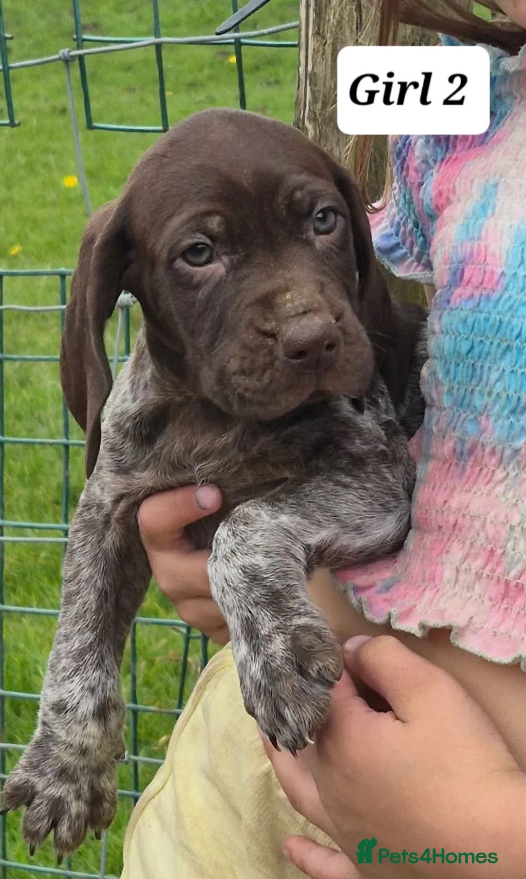 German Shorthaired Pointer dogs for sale: German Shorthaired Pointer Puppies (GSP) in Rhayader - Advert 1