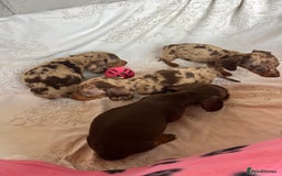 Dachshund dogs for sale: DACHSHUND PUPPIES  - Image 12