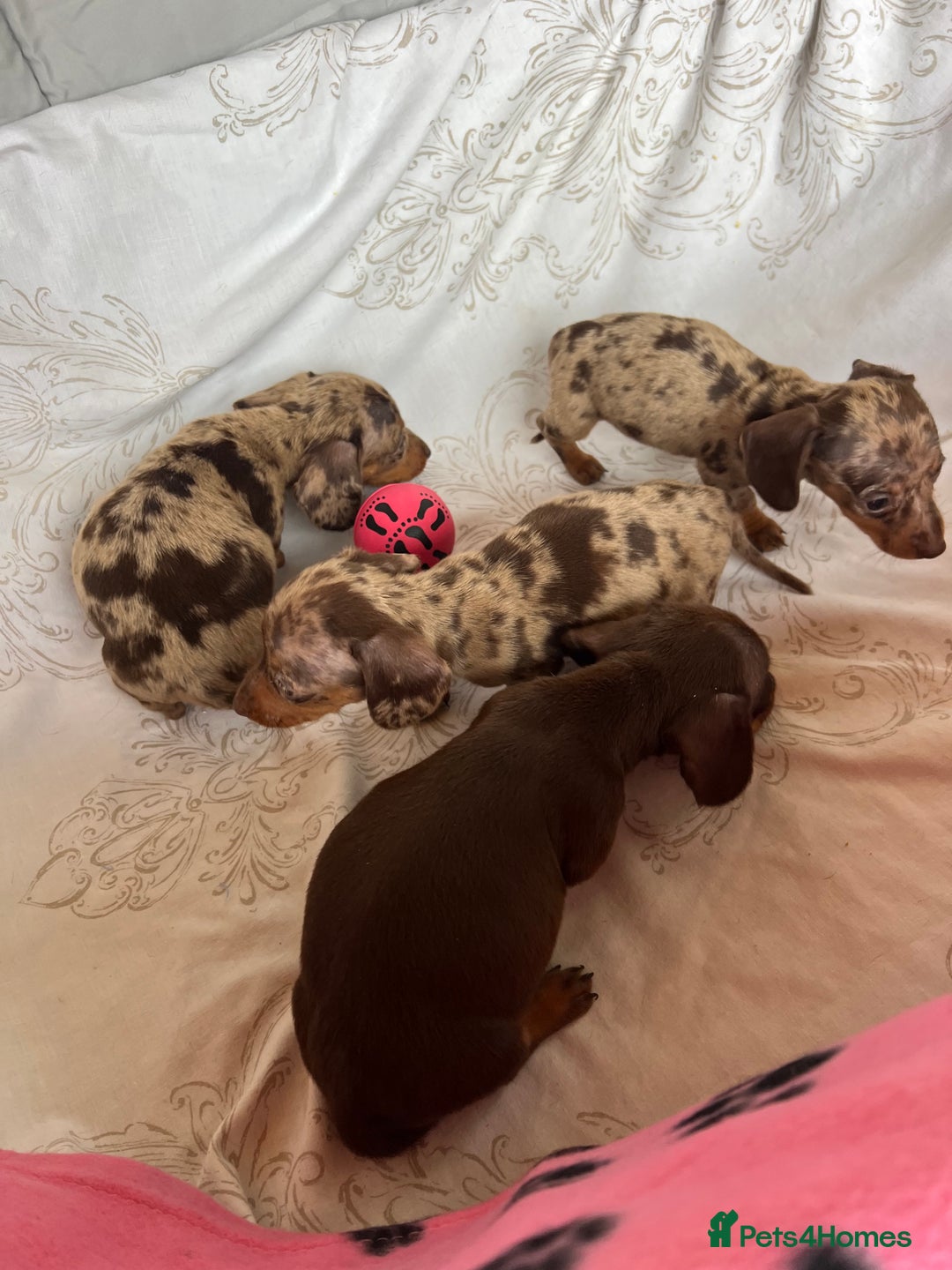 Dachshund dogs for sale: DACHSHUND PUPPIES  - Image 12