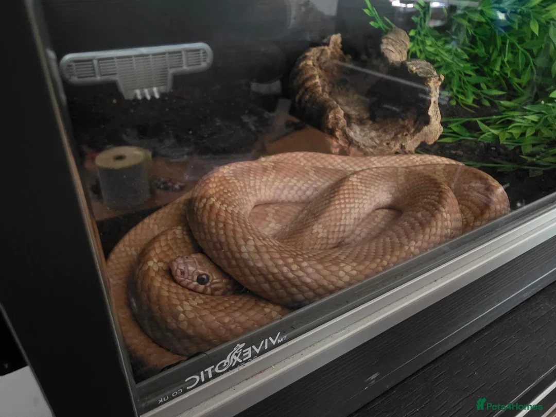 King Snake reptiles for sale: Pair of Albino Florida king snakes - Advert 1