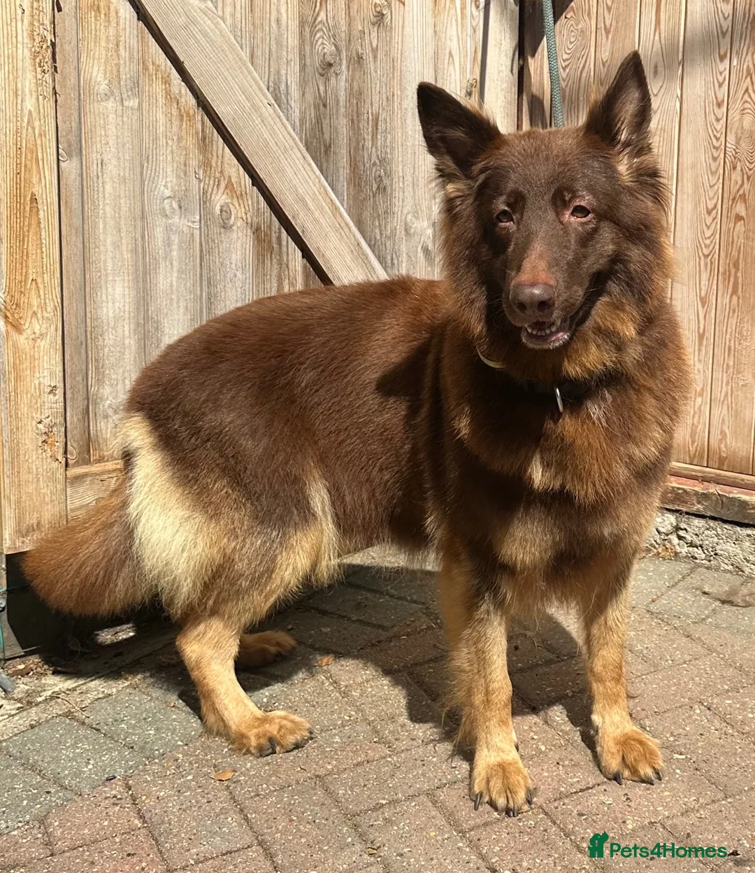 German Shepherd dogs for sale: CHOCOLATE AND TAN LONG COATED GERMAN SHEPARDS  in West Malling - Advert 2