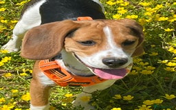Beagle dogs for sale: Beagle Girl - Image 5