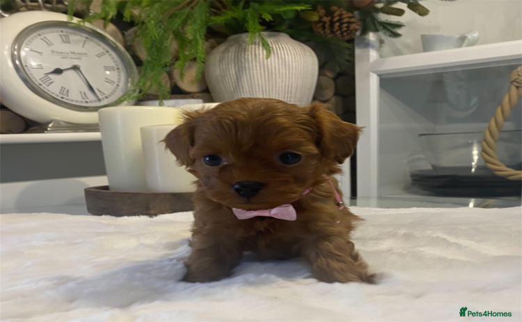 Maltipoo dogs ♦️ Luxury Tiny Asian Maltipoo • DNA Tested - Advert 16
