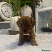 Maltipoo dogs ♦️ Luxury Tiny Asian Maltipoo • DNA Tested - Advert 6