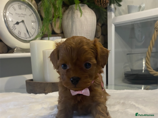 Maltipoo dogs ♦️ Luxury Tiny Asian Maltipoo • DNA Tested - Advert 2