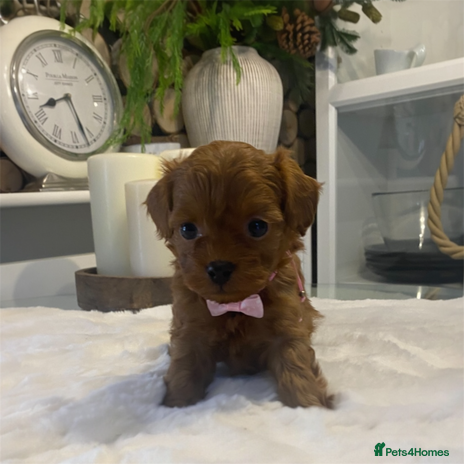 Maltipoo dogs ♦️ Luxury Tiny Asian Maltipoo • DNA Tested - Advert 1