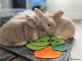 Mini Lop rabbits Mini lop x - Advert 1