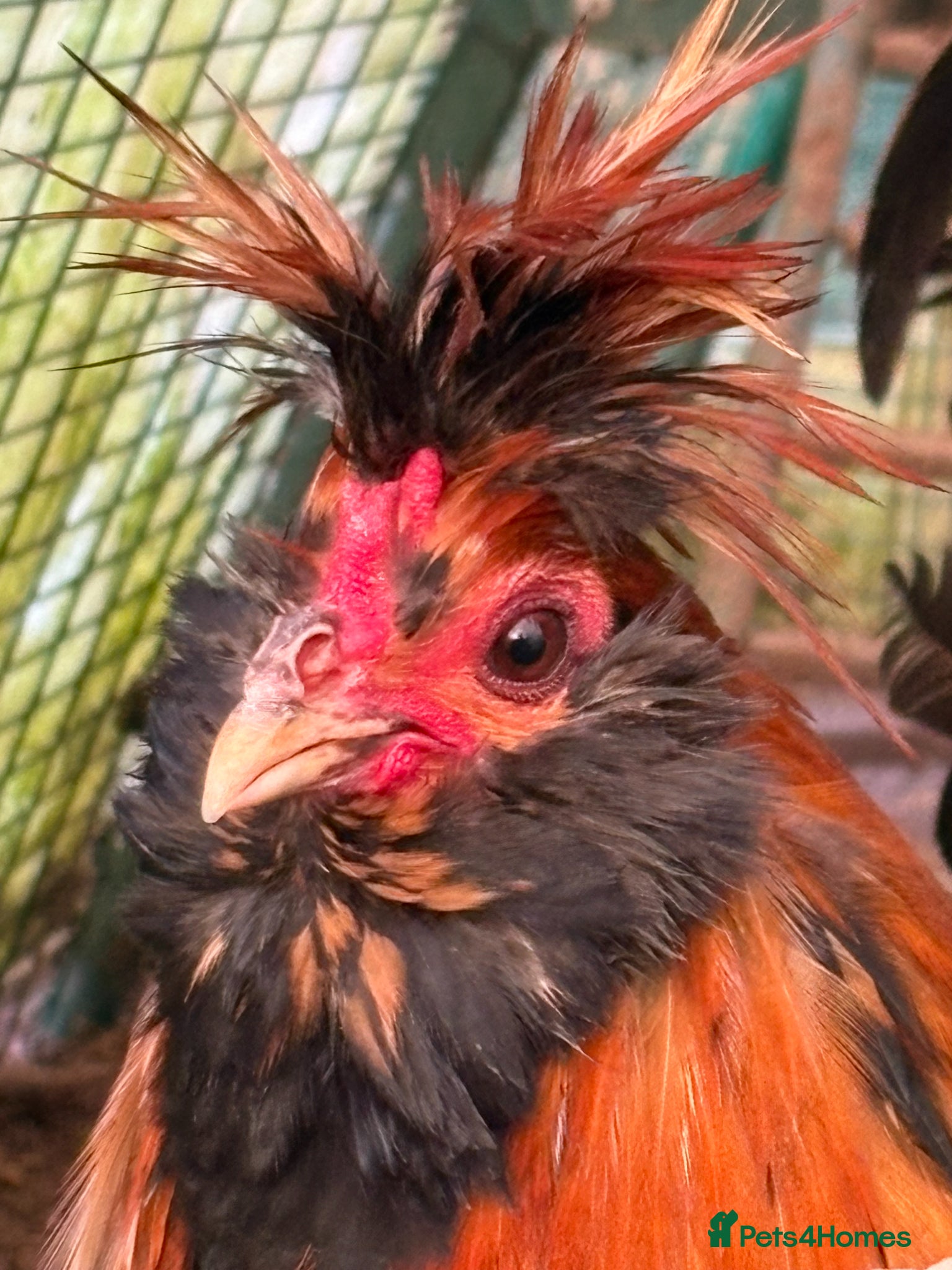 Chickens poultry Pavlovskya Trio ( 2 hens 1 cockerel) - Advert 1