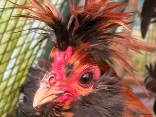 Chickens poultry Pavlovskya Trio ( 2 hens 1 cockerel) - Advert 1