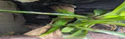 Gecko reptiles for sale: 2 giant Madagascarn day gecko and terrarium  - Advert 2