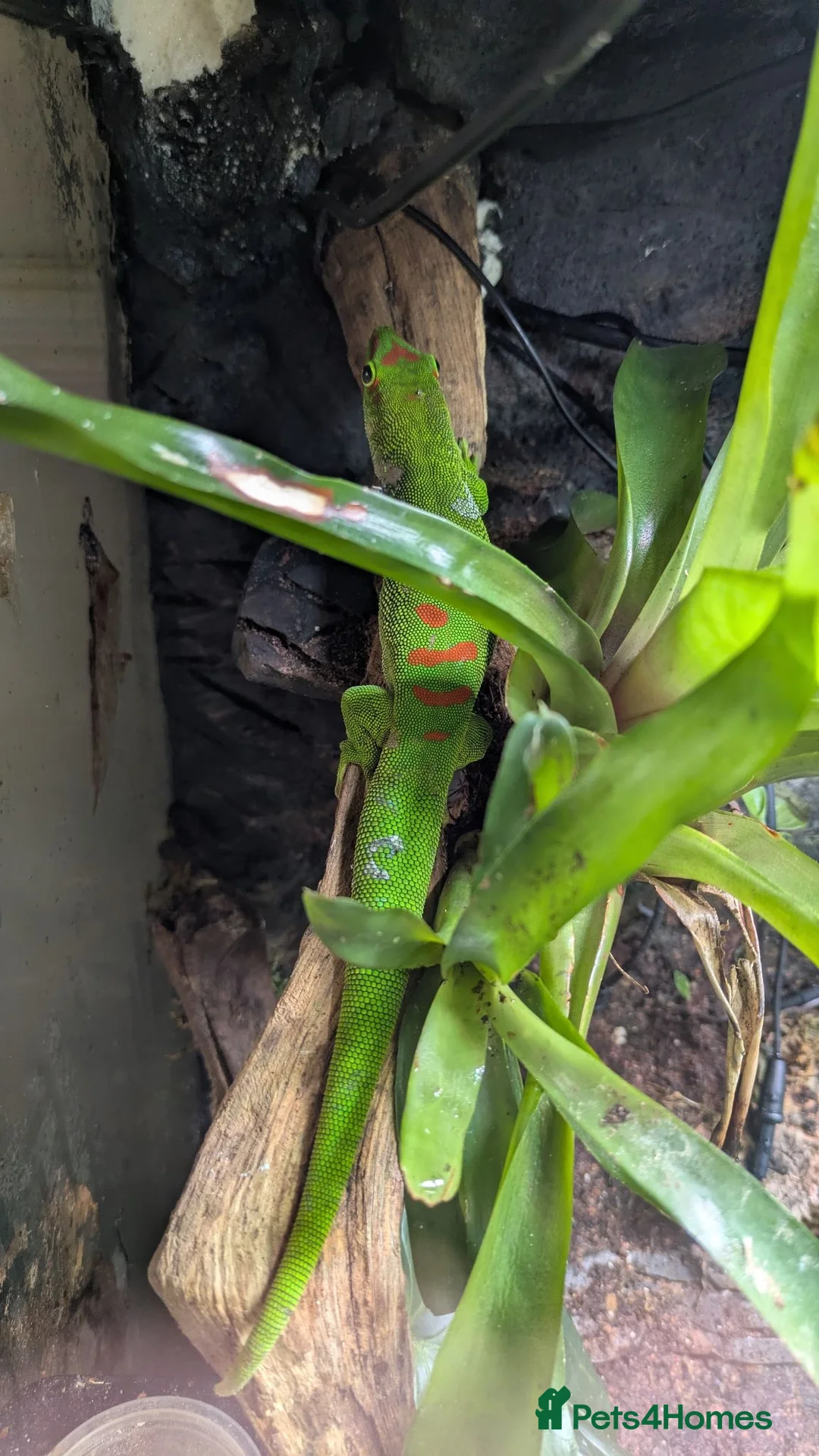 Gecko reptiles for sale: 2 giant Madagascarn day gecko and terrarium  - Advert 2