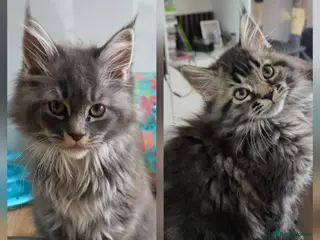 Maine Coon cats Ready now Stunning pure maine coons 1b 1g - Advert 1