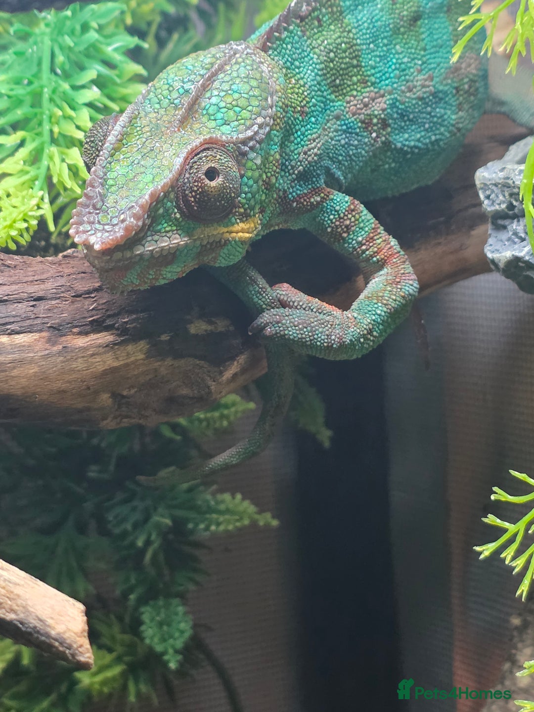 Chameleon reptiles for sale: Nosy B Chameleon  - Advert 6