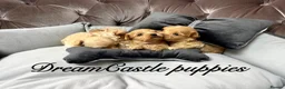 Maltipoo dogs for sale: Tiny maltipoo puppies Asian poodle dad  - Advert 24