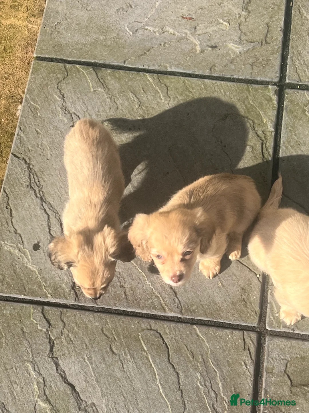 Chiweenie dogs for sale: Teeny chiweenies  - Advert 8