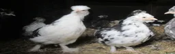Chickens poultry for sale: Bantam Pullets Pekin, Wyandotte  Araucana  Bantams - Advert 2