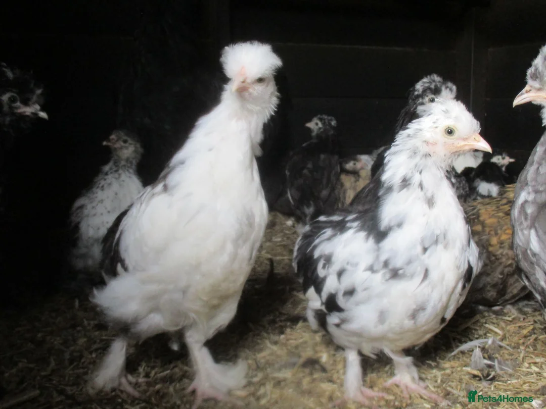 Chickens poultry for sale: Bantam Pullets Pekin, Wyandotte  Araucana  Bantams - Advert 2