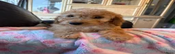 Cockapoo dogs for sale: F1b cockapoos ready now 1st and 2nd vaccine  - Advert 4