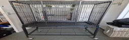 Mixed Breed birds for sale: Cages only - Advert 5