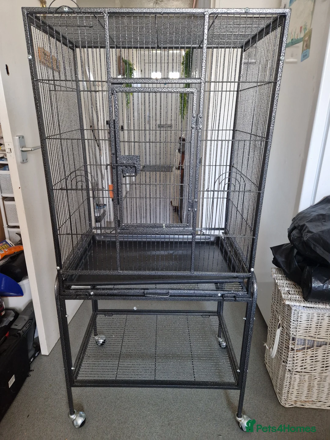 Mixed Breed birds for sale: Cages only - Advert 5