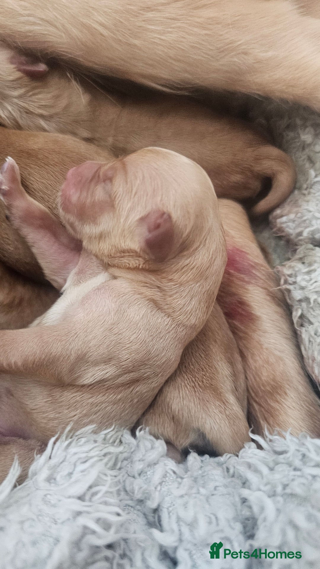 Golden Retriever dogs for sale: Amazing shades long awaited litter - Advert 9